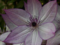 Clematis Utopia IMG_4393 Powojnik